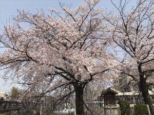 京都着物レンタル花かんざし　桜　岡崎