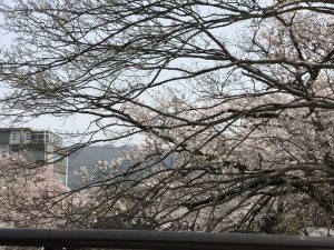 京都着物レンタル花かんざし　桜　岡崎