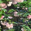 京都着物レンタル花かんざし　八重桜