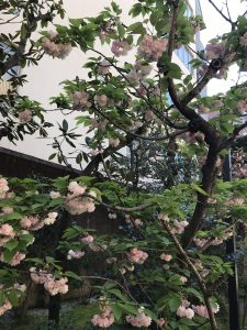 京都着物レンタル花かんざし　八重桜