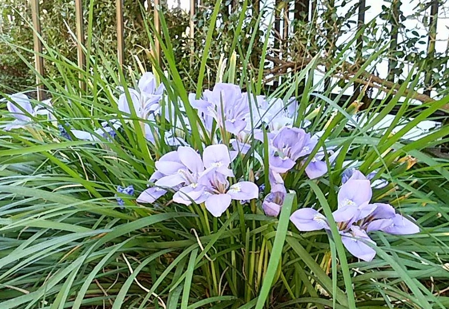 寒咲あやめ 京都着物レンタル花かんざし